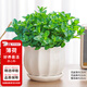 花翁盆栽可食用綠植四季香草植物葉 大盆薄荷（蓮花瓷盆）源頭直發(fā)