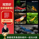 云峰海瑞黑殼蝦清潔蝦觀賞蝦 魚缸水族箱水草缸清潔除藻淡水 【漂亮清潔蝦】全家福套餐2
