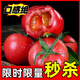 山東海陽安特萊斯沙瓤西紅柿水果自然番茄當季口感小時候生吃柿子 3斤 喜歡小果帶紙箱專拍