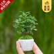 開(kāi)時(shí)果 臺灣達摩小葉九里香 桌面微型趣味迷你盆栽綠植盆景源頭直發(fā)包郵 達摩九里香+六角瓷盆