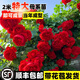 寶御安母本薔薇花苗爬藤植物藤本月季花特大苗四季開花濃香粉色龍沙寶石 蒂娜母本大苗 2-2.5米原盆原土發(fā)貨