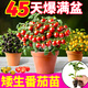 大菜鄉壽光超甜盆栽矮生番茄苗秧幼苗紅黃黑矮生櫻桃圣女果觀(guān)賞食用四季 【紅+黃+黑】矮生番茄苗各3棵