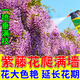 伊多祥紫藤專用肥爬藤招豆藤藤蘿催花生根促長肥料盆景室內(nèi)外養(yǎng)花營養(yǎng)液 【紫藤爆開花】 500ml 1瓶