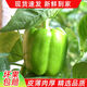 山東農(nóng)家不辣圓椒新鮮青椒菜椒太空椒燈籠椒當季新鮮薄皮椒辣妹子 凈重 3斤 現(xiàn)摘現(xiàn)發(fā)【實惠不辣】