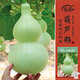壽禾 大葫蘆種子苗四季觀(guān)賞盆栽種植花草種籽 濰豐大酒仙葫蘆種子15粒