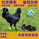種蛋受精蛋可孵化五黑一綠散養自然受精蛋雞烏雞孵小雞種蛋代發(fā)貨 10枚