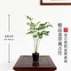 艾瑩米竹盆栽鳳尾竹耐陰植物小型竹子苗帶根室內水養觀(guān)賞竹苔蘚球盆景 翡翠觀(guān)音竹 帶基地原盆發(fā)貨
