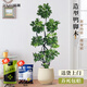 臨雅造型鴨腳木室內(nèi)客廳大盆栽落地式大型綠植物1.4m含盆源頭直發(fā)