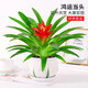 沭之美鴻運當頭小紅星綠植四季盆栽 小紅星+草花陶瓷盆 源頭直發(fā)