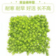 曼杉園佛甲草苗屋頂綠化草皮坪金葉黃金佛甲草萬(wàn)年草景天過(guò)路黃常青植物 黃金佛甲草（1盤） 10cm以下