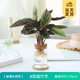 開時果 水培植物辦公室內(nèi)桌面盆栽 水養(yǎng)綠蘿水生花植物綠植源頭直發(fā)包郵 雙線竹芋（含玻璃瓶+竹托） （加贈 營養(yǎng)液）