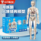 人體結(jié)構(gòu)模型兒童玩具器官模型可拆卸骨骼模型骨架醫(yī)學(xué)醫(yī)用 全透明款-人體模型 【可視化，可拼裝】