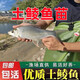 土鯪魚(yú)苗優(yōu)質(zhì)鯪魚(yú)苗可食用鯪公魚(yú)苗淡水活魚(yú)喂鱖魚(yú)麥鯪魚(yú)泰鯪魚(yú)苗 土鯪魚(yú)3-5厘米20條 送10%防損