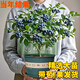 綠有意【帶花帶果】藍莓樹(shù)果苗藍莓樹(shù)苗盆栽地栽花香藍莓苗南北方種植苗 中苗花香藍莓苗盆栽L(fǎng)25（帶花/果）【原土球+肥】