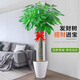 行湘大型綠植盆栽獨桿發(fā)財樹(shù)1.4-1.5米+椰磚+塑料白色螺紋盆 源頭直發(fā)