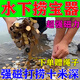 強磁打撈神器專(zhuān)用強力磁鐵超強磁王帶繩子水下打撈金銀銅鐵高精度 【升級吸力】可探水下50斤的寶藏