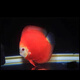 瀚幻七彩神仙魚觀賞魚熱帶魚中小型燕魚財神紅鴿子紅藍松石活體淡水魚 紅妃12-13cm 1條
