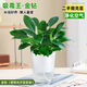 泰西絲金鉆盆栽綠植懶人自吸盆水培植物客廳綠植+光汐吸水盆 源頭直發(fā)