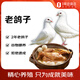 都豐年老鴿子700g(共2只）老鴿子煲湯食材冷凍生鮮鴿子滋補禮品