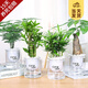 開時(shí)果 綠植盆栽桌面水培綠植 辦公室植物懶人盆景水養(yǎng)植物源頭直發(fā)包郵 發(fā)財(cái)樹+富貴竹+文竹+羅漢松