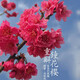 日本櫻花樹(shù)苗南北方室外庭院種植綠化工程大型風(fēng)景樹(shù)花卉盆栽植物 鐘花櫻3公分粗當年開(kāi)花多