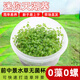 魚(yú)缸水草莫斯無(wú)菌杯前中景迷你牛毛矮珍珠血心蘭水草植物直接入缸 迷你天胡荽1杯【前景】