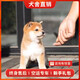 旺狗財(cái)貓柴犬幼犬活體日系日本柴犬活體純種寵物狗豆柴犬幼犬 寵物級 黃色C 弟弟