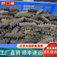頤口福大連鮮活即食海參鮮食特級海參蔥燒海參佛跳墻禮盒包郵中秋送禮 2斤大連即食海參（15-18只/斤）