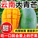鮮福林云南青皮大芒果應(yīng)季新鮮水果甜心大青芒 8.5-9斤裝（單果400克起）