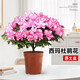 沭之美杜鵑花盆栽綠植花卉室內植物盆景 大號西瑪杜娟花 不含盆源頭直發(fā)