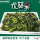 龍葵鮮果野葡萄罕見(jiàn)高端水果兒時(shí)回憶野生新鮮龍葵果黑天天黑悠悠 1斤