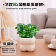 綠有意綠植盆栽辦公室桌面好養花卉綠植凈化空氣簡(jiǎn)約創(chuàng  )意網(wǎng)紅綠植花卉 豆瓣綠+奶油泡泡云朵盆+托盤(pán)+肥 北歐綠植奶油泡泡云朵盆
