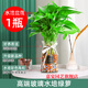水培黃金葛綠蘿花卉辦公室水養(yǎng)花玻璃瓶水培植物綠蘿 青蘿水培苗+小玻璃瓶+彩石-1盆 含盆
