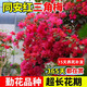 沭之美三角梅爬藤植物盆栽庭院 三角梅同安紅地徑2CM（不含盆）源頭直發(fā)