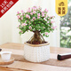 開(kāi)時(shí)果 金枝玉葉盆栽帶花發(fā)貨 精品多肉植物花卉綠植盆景源頭直發(fā)包郵 【25-30cm】箭紋方形瓷盆 贈 肥料
