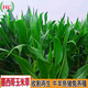 墨西哥玉米草種子畜牧養(yǎng)殖牛羊豬兔魚草籽耐旱收割再生玉米草種子 墨西哥玉米草種子 1斤