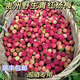 高山野生青紅楊梅果冰凍泡酒青紅小楊梅 5斤