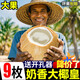 黃六爺海南奶香椰皇新鮮椰子9個裝當(dāng)季孕婦水果香椰子水去皮椰皇特產(chǎn) 2個 清甜爽口