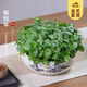 開(kāi)時(shí)果 銅錢(qián)草水培盆栽帶葉發(fā)貨 綠植物水生金錢(qián)草桌面盆景源頭直發(fā)包郵 【約300-400棵】8寸水墨山畫(huà)瓷盆 【精品銅錢(qián)草-帶葉子】