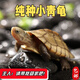詩(shī)軒純種小青烏龜 皖南小青苗 黃金龜長(cháng)壽龜 水龜觀(guān)賞寵物龜 烏龜活體 5-6厘（新手推薦） 兩只情侶一對（好事成雙）