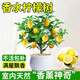 泰西絲 檸檬樹(shù)盆栽四季好養綠植 檸檬樹(shù)30-40cm+豎條紋陶瓷盆 源頭直發(fā)
