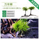 鮮活萬(wàn)年蘚苔蘚棕櫚生態(tài)瓶造景水草魚(yú)缸水族箱雨淋缸美化養殖必備 5顆 精品鮮活萬(wàn)年蘚【新鮮發(fā)貨】