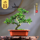 開時(shí)果 各類小盆栽綠植素材苗 小葉赤楠造景微景觀植物盆景源頭直發(fā)包郵 S彎福建茶（老樁）