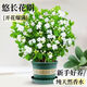 沭之美茉莉花盆栽花卉植物客廳陽臺  茉莉8-12株+1加侖塑料盆 源頭直發(fā)
