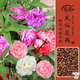 壽禾 茶花鳳仙花種子種苗指甲花花卉種籽 混色茶花鳳仙花種子約1000粒