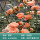 行湘爬藤月季花卉綠植盆栽陽臺花園地栽 甜夢20cm左右2棵 源頭直發(fā)