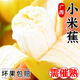 粵迎廣西小米蕉【青皮發(fā)貨收到需催熟】小香蕉新鮮現(xiàn)砍水果生鮮產地直 5斤精選果【香甜多汁】凈4.5斤