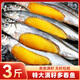 東上御品 遼寧 滿(mǎn)籽多春魚(yú)凈重3斤 大號滿(mǎn)籽 燒烤煎炸食材-源頭直發(fā)