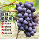 瑯闕葡萄樹苗巨峰葡萄爬藤帶土果樹苗水果苗南北方種植盆栽苗源頭直發(fā)