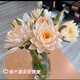 睡蓮鮮花帶花苞辦公室家用插花香檳色水養(yǎng)鮮切花水 香檳睡金睡蓮10支